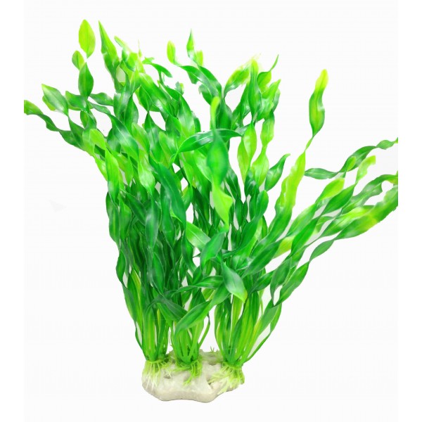 ΔΙΑΚΟΣΜΗΤΙΚΟ ΦΥΤΟ ΕΝΥΔΡΕΙΟΥ